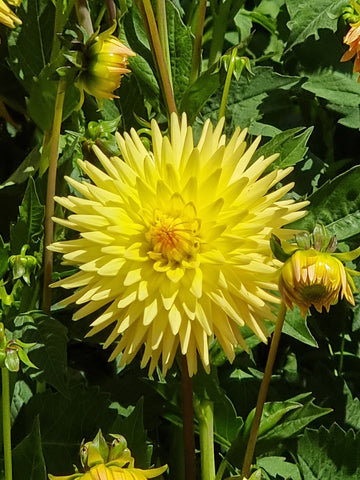 Glenmark Sharmaine - Dahlia