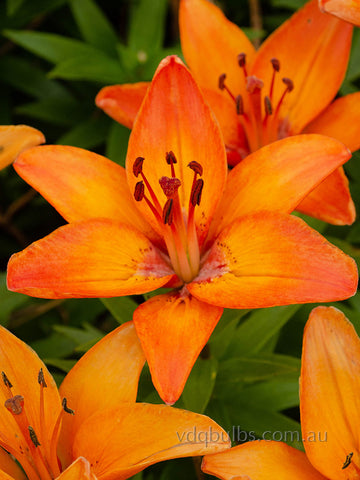 Abbervilles Pride - Lilium