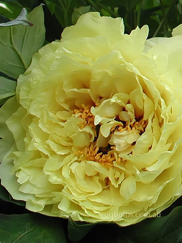 Alice-Harding - Tree Peony