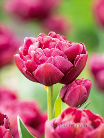 Alison Bradley - Tulip