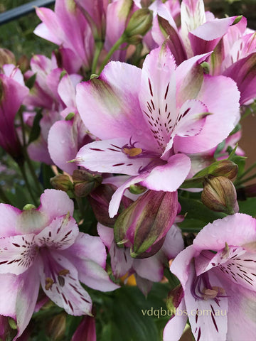 Alstroemeria 'Pink Ricotta'