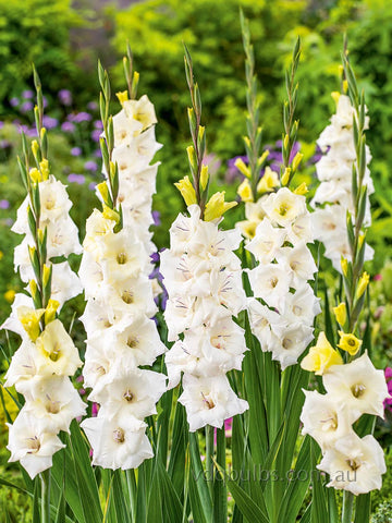 Amber - Glamini Gladioli