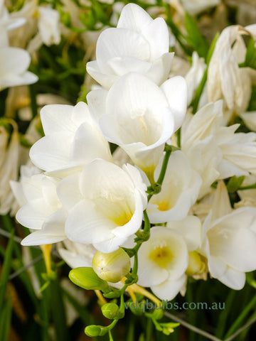 White Single Freesias