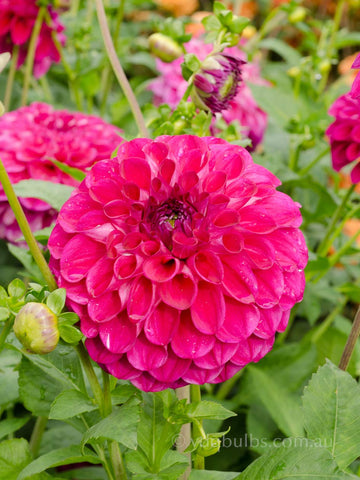 April Fantasy - Dahlia