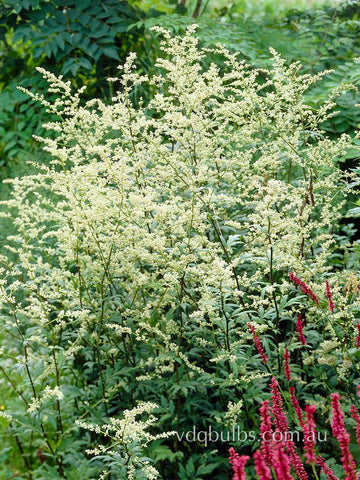 Artemisia 'Guizhou'