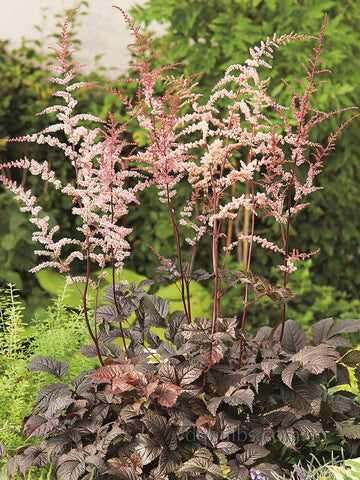 Astilbe 'Chocolate Shogun'