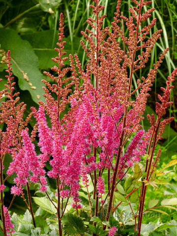 Astilbe 'Maggie Daley'