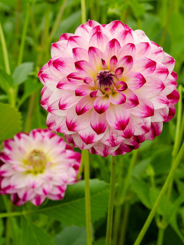 Atlantic Jewels - Dahlia