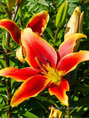 Avalon Sunset - AOA Lilium Liliums - AOA bulbs