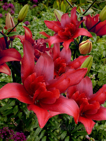 Bald Eagle - Double Asiatic Lilium