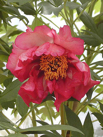 Banquet - Tree Peony