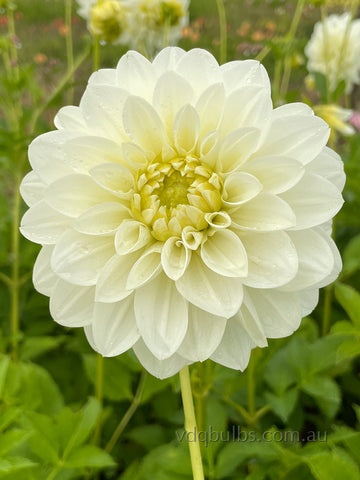Ben Hur - Dahlia