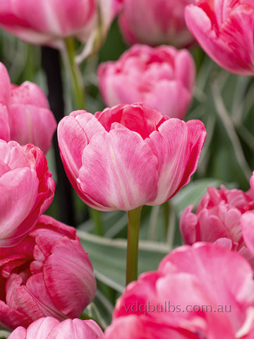 Beth Heart - Tulip