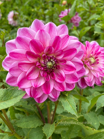 Betty - Dahlia