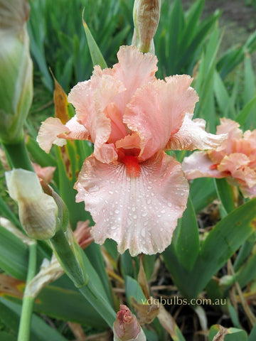 Beverly Sills - Bearded Iris