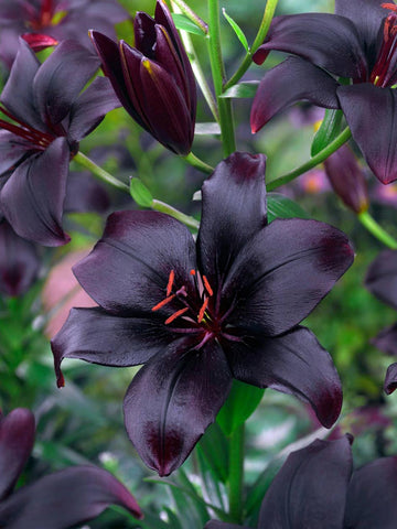Black Charm - Asiatic Lilium