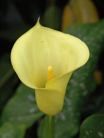 Black Magic - Zantedeschia