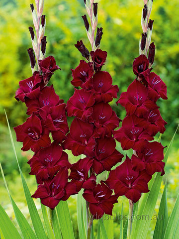 Black Surprise - Gladioli