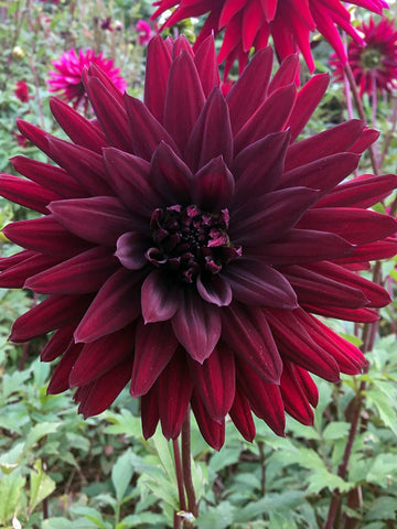 Black Wonder - Dahlia