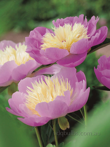 Bowl of Beauty - Herbaceous Peony