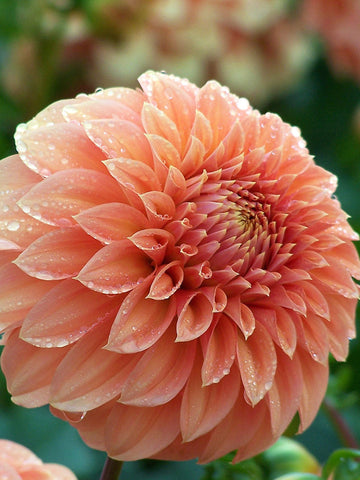 Bracken Palomino - Dahlia