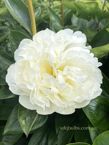 Bridal Shower - Herbaceous Peony