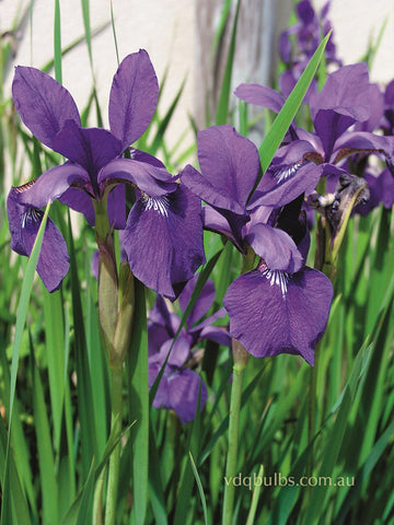 Caesar's Brother - Siberian Iris