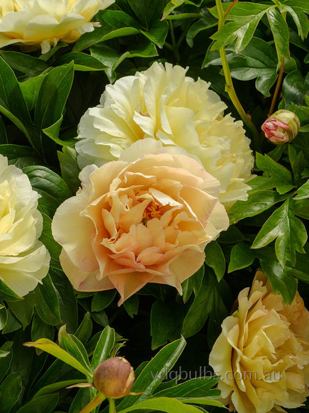 Canary Brilliants - Itoh Peony