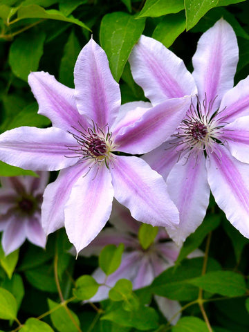 Candy Stripe - Clematis