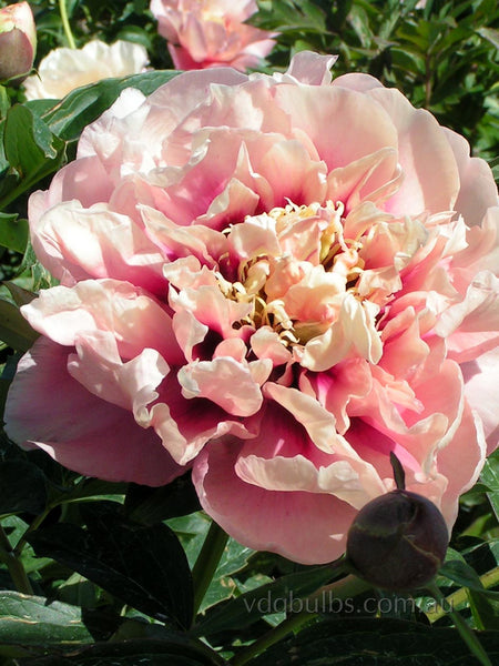 Caroline Constable - Itoh Peony