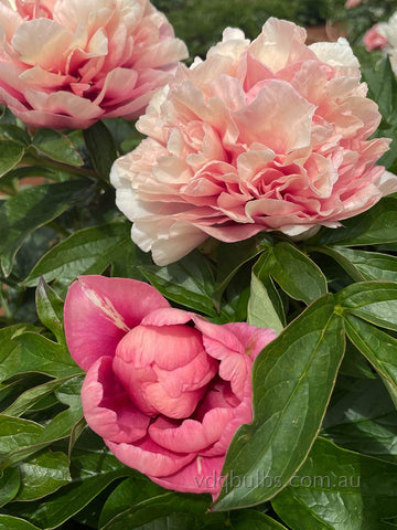 Caroline Constable - Itoh Peony