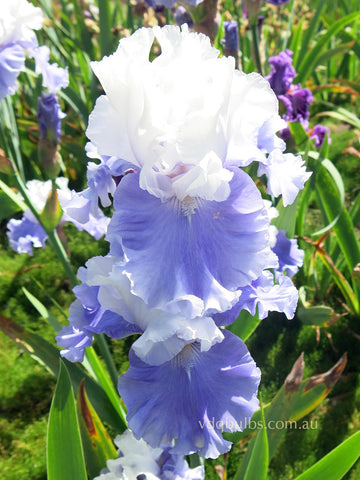 Cascadian Rhythm - Bearded Iris