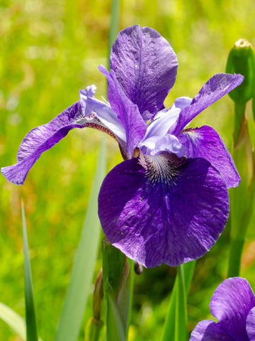 Castlegrace - Siberian Iris