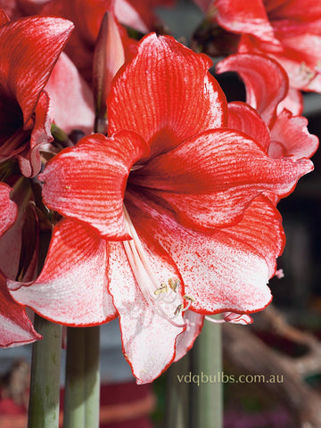 Charisma - Hippeastrum