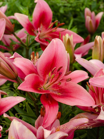 Child In Time - AOA Lilium Liliums - AOA bulbs