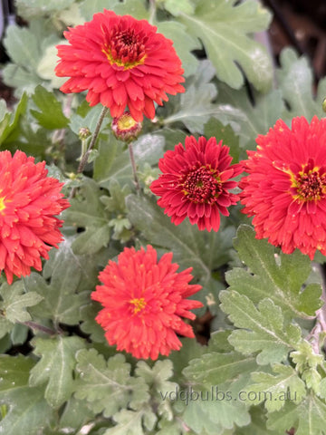 Chrysanthemum 'Red Buttons'
