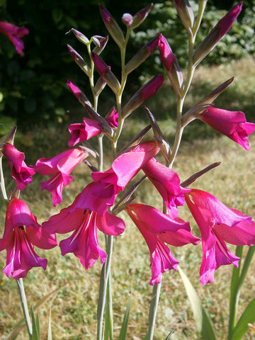 communis Byzantinus - Gladiolus