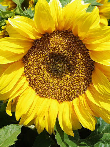 Compact Landscape - Sunflower