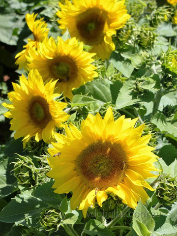 Compact Summer Spray - Sunflower