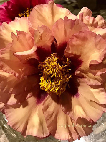 Composure - Tree Peony