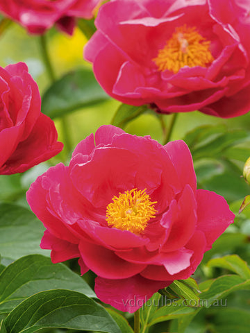 Coral Fay - Herbaceous Peony