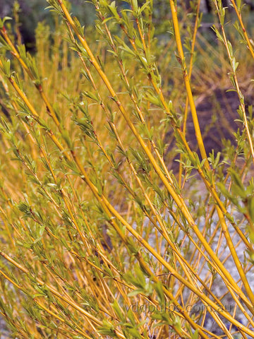 Cornus stolonifera 'Flaviramea'