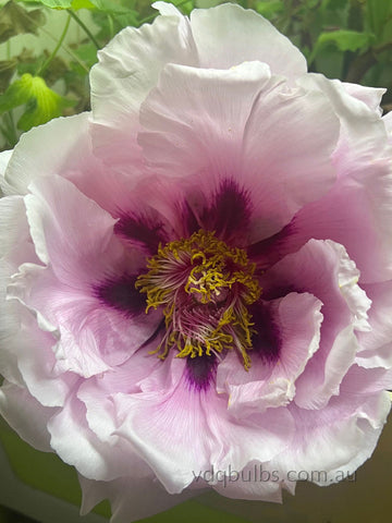 Coronation Splendour - Tree Peony