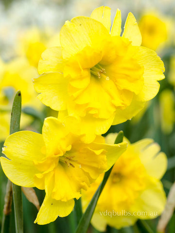 Curly Lace - Daffodil