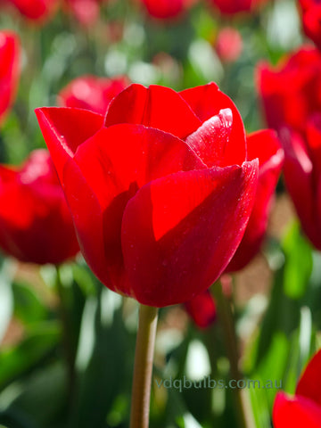 Curry - Tulip