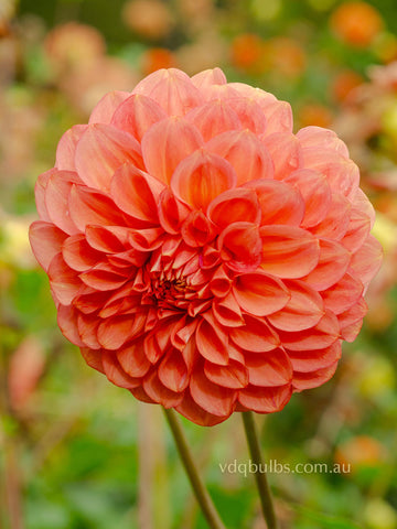 Devon Opaline - Dahlia