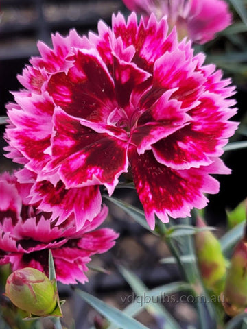 Dianthus 'Pink Red and Burgundy'