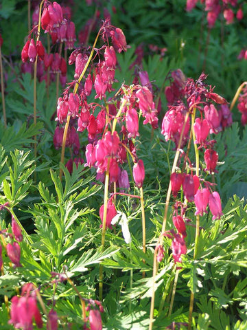 Dicentra formosa 'Bacchanal'