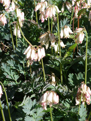 Dicentra 'Pearl Drop'