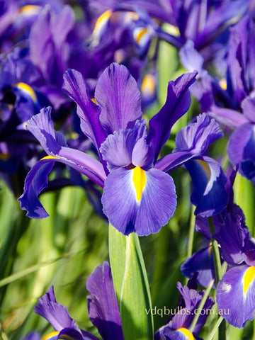 Discovery - Dutch Iris